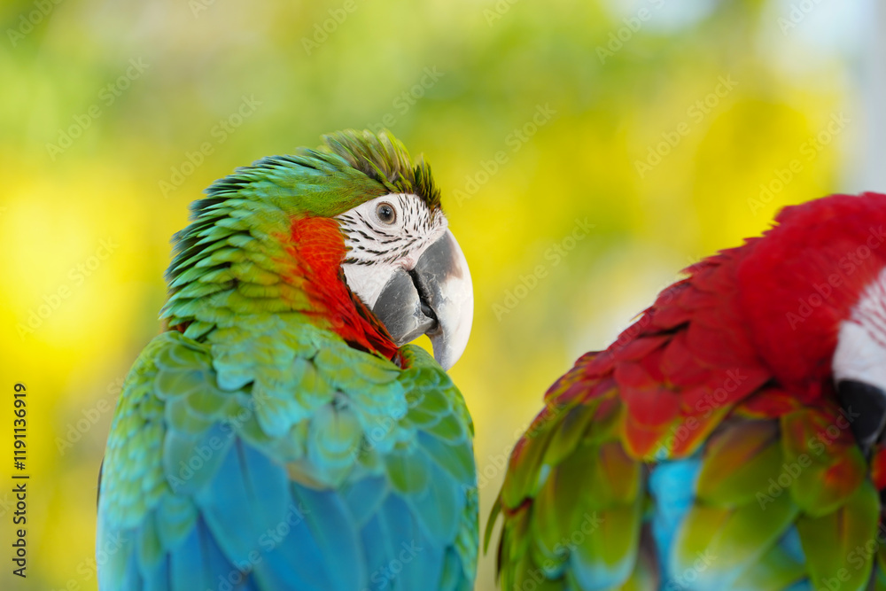 Obraz premium green wing macaw Free-flying training bird standing on a perch.