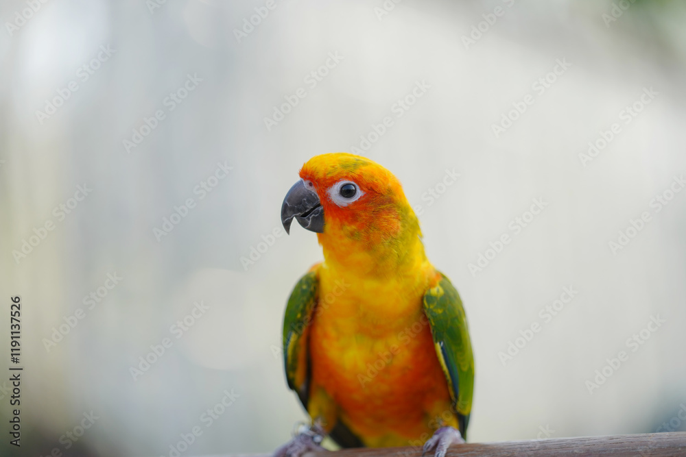 Obraz premium Sun Conure parrots Free-flying training bird standing on a perch