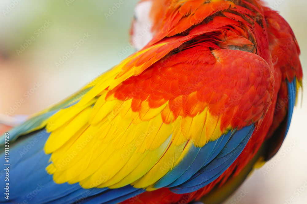 Obraz premium scarlet macaw parrot Free-flying training bird standing on a perch.