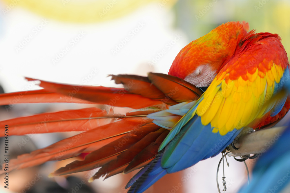 Obraz premium scarlet macaw parrot Free-flying training bird standing on a perch.