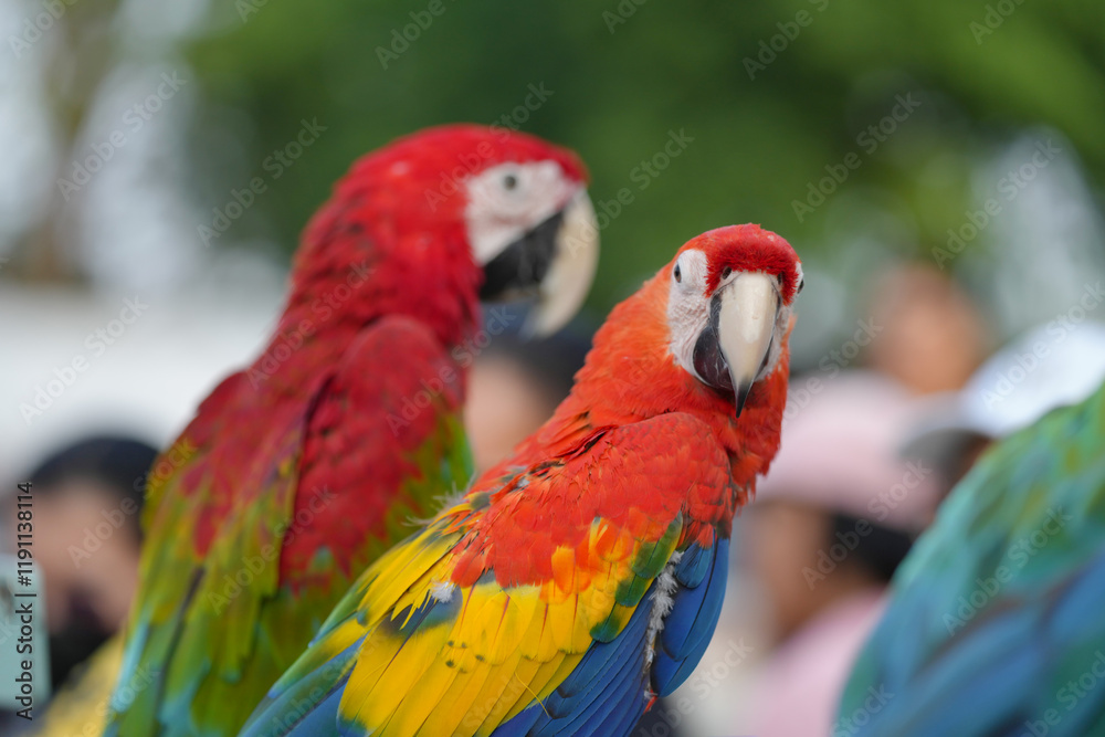 Scarlet with green wing macaw Free-flying training bird standing on a perch. Scarlet with green wing macaw Free-flying training bird standing on a perch.