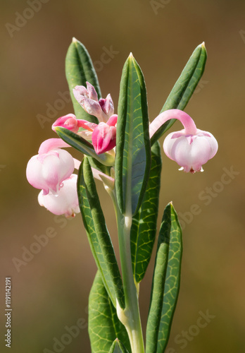 Flowering plant bog-rosemary (Andromeda polifolia)