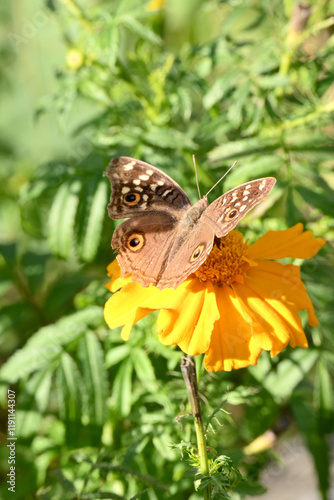 closeup the beautiful brown black color butterfly hold on the marigold flower with plant soft focus natural green brown background.