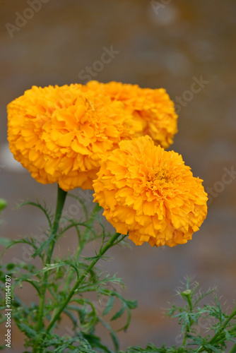 closeup the orange marigold flower with bud growing with leaves in the garden soft focus green brown background.