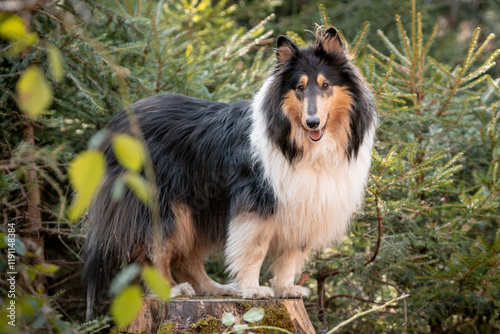 Collies im Wald photo