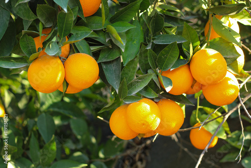 Ripe orange fruit on orange tree in orchard. 