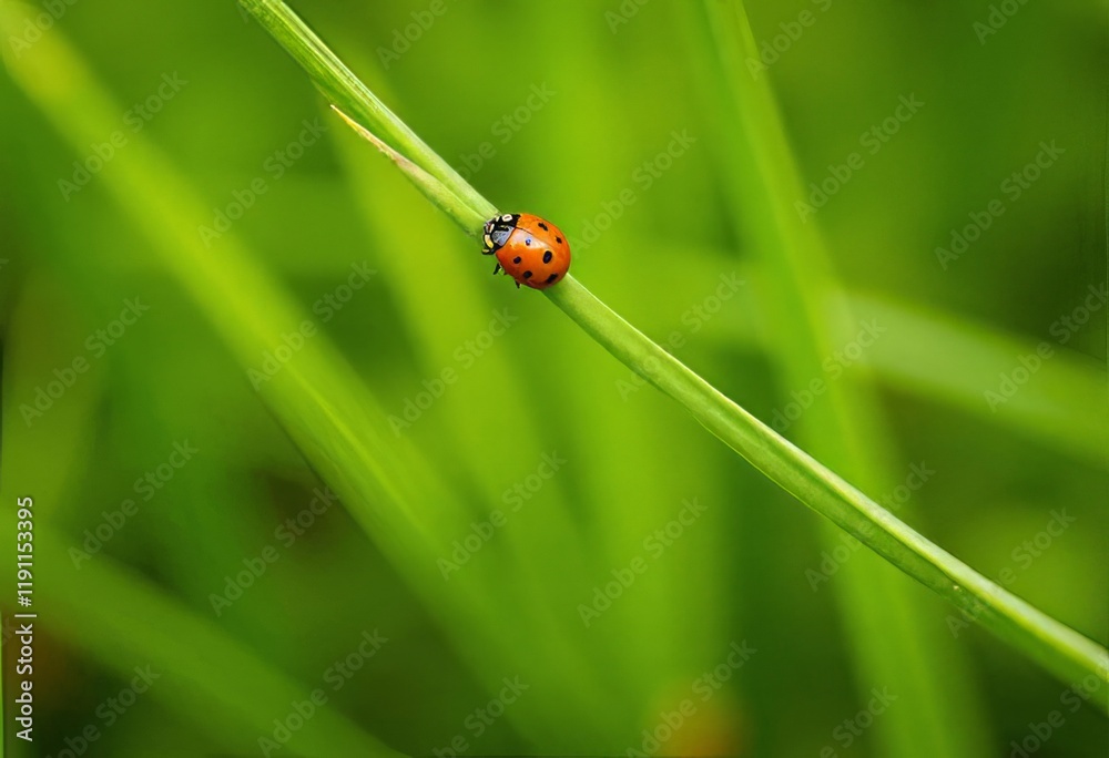 Ladybug on blade of grass with green background Ladybug on blade of grass with green background