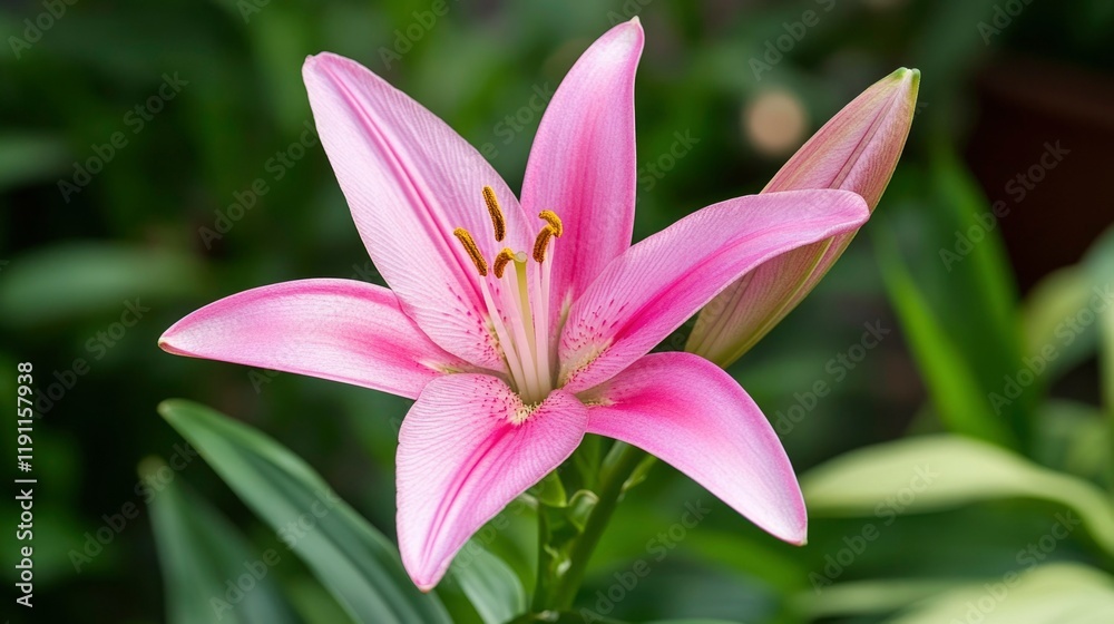 Fototapeta premium A Delicate Pink Lily Flower Blooms Beautifully