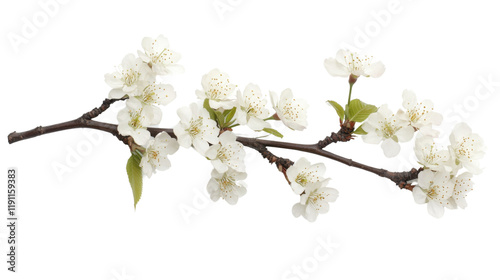 Blooming tree branch transparent background