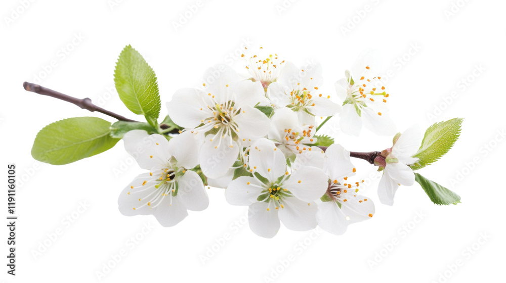 Obraz premium Blooming tree branch transparent background