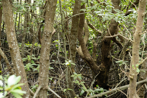 Dense Mangrove Forest with Intertwined Roots
