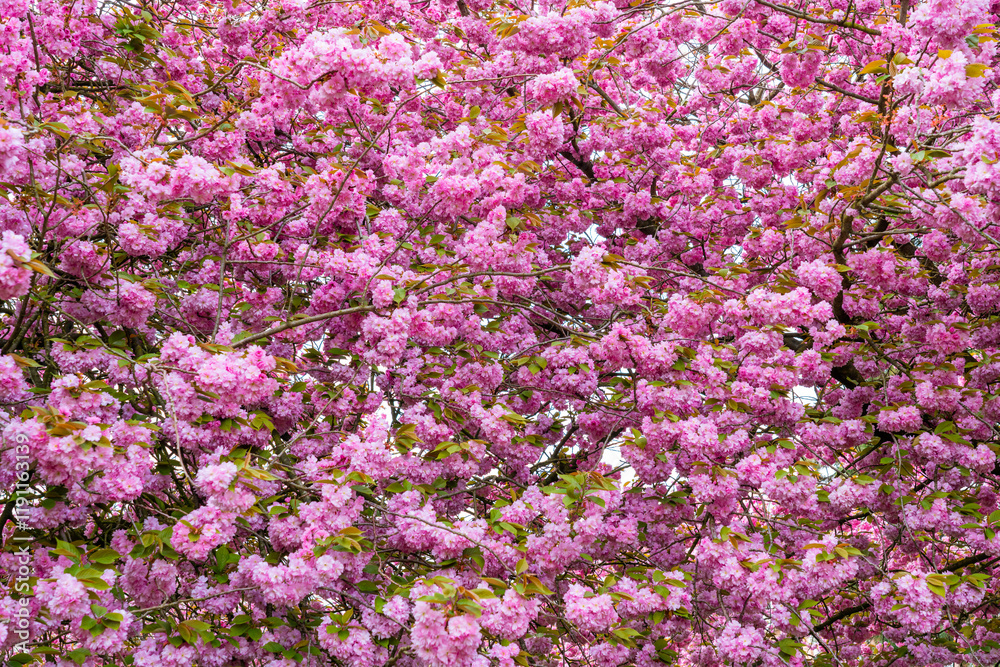 Japanese cherry tree Japanese cherry tree