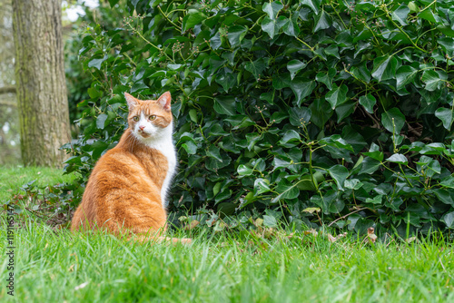 Cat in the park
