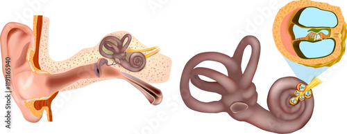 Anatomy of Inner Ear and cross-section of Cochlea.  Organ of Corti, the sensory organ of hearing. Spiral ganglion, Osseous Spiral Lamina. Structural diagram of the Ear Anatomy