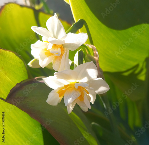 Narcissus bloom in winter, white flowers
