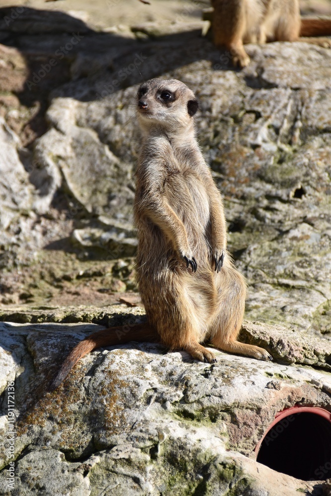 Fototapeta premium The lemur