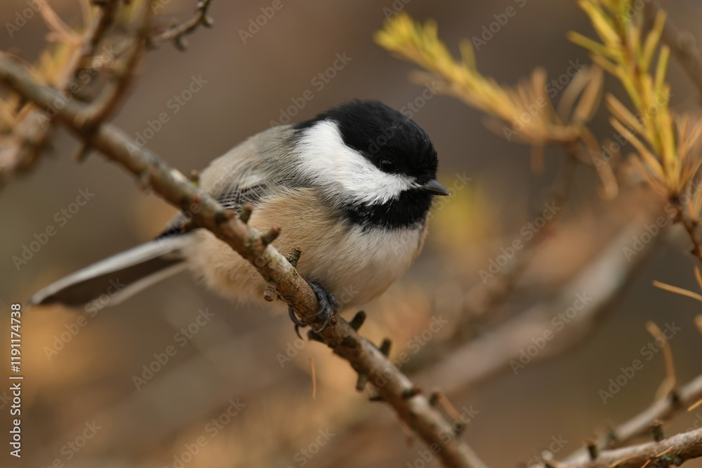 Obraz premium Black-capped chickadee on a limb in late fall.