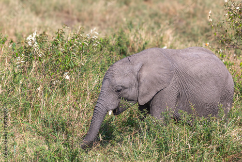 Elephant Calf Grazing
