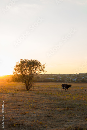Cow in a yellow field at sunset. Autumn in the village of Boguchar.