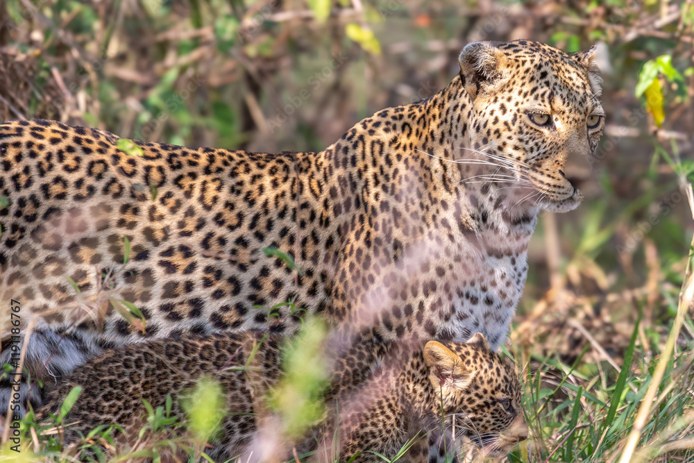 Obraz premium Female Leopard with Cub