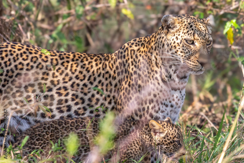 Female Leopard with Cub