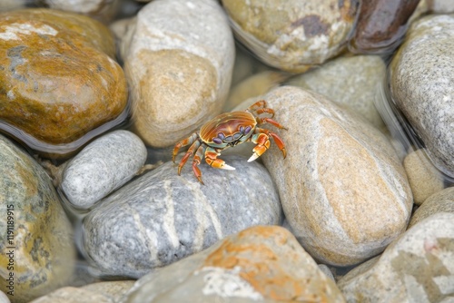 Vividly colored shore crab scuttling on pebbles by ocean