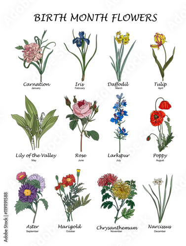 Set of Birth month flowers colorful vector illustrations. Carnation, daffodil, larkspur, tulip, lilies of the valley, aster, chrysanthemum, iris, rose, poppy drawings for jewelry, tattoo, logo design