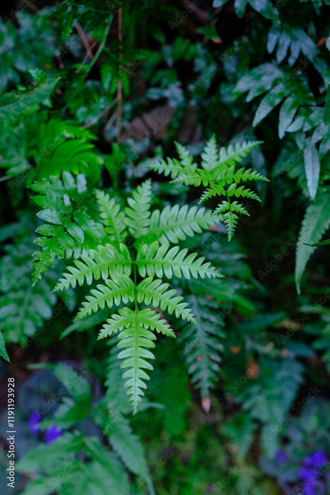 Ferns Ferns