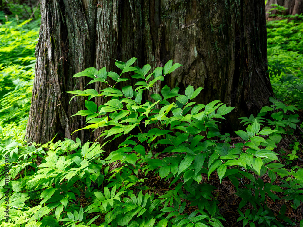 Old growth cedar tree and foliage Old growth cedar tree and foliage
