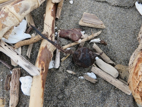 Nuts on the sandy beach, driftwood photo