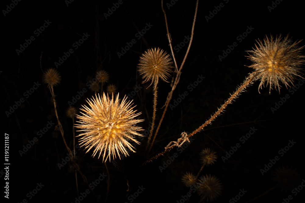 Fototapeta premium An artistic shot of a winter dry Thistle isolated on a black background. Can be used as a wallpaper or illustration 