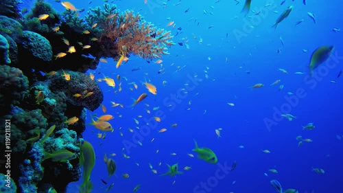 Reef Marine Underwater Scene. Tropical colourful underwater seascape. Underwater fish garden reef. Reef coral scene. Coral garden seascape.