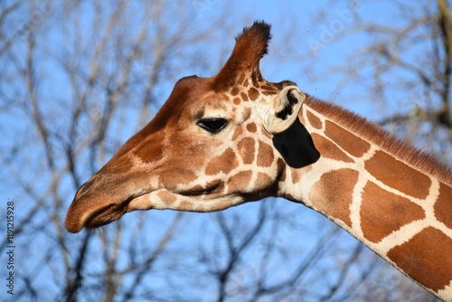 Photography portrait of a giraffe