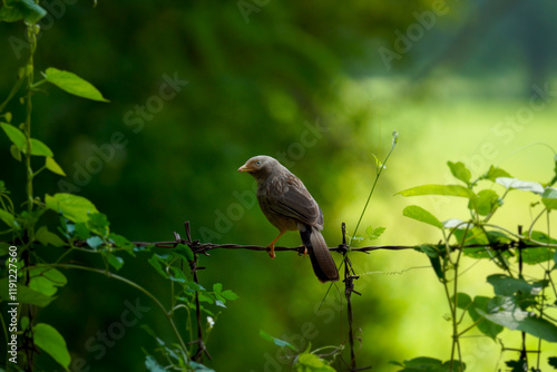 Jungle babler (bird) on the barbed wire in the greeny background. I believe this is a sparrow family. Commo bn in the areas of Tiruppur.