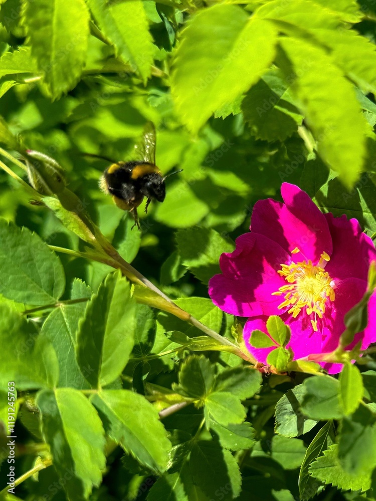 Bee flying to a flower