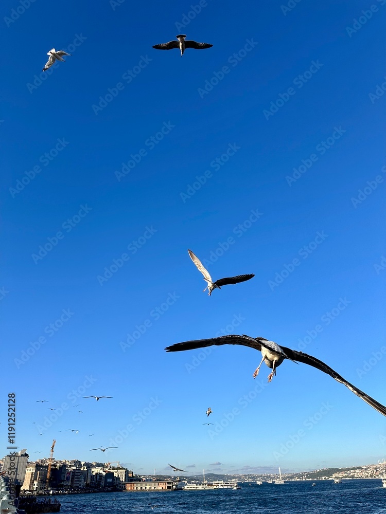 Dynamic shot of seagulls soaring against a clear blue sky over Istanbul’s waterfront. The bustling city skyline and shimmering Bosphorus waters enhance the vibrant urban atmosphere Dynamic shot of seagulls soaring against a clear blue sky over Istanbul’s waterfront. The bustling city skyline and shimmering Bosphorus waters enhance the vibrant urban atmosphere