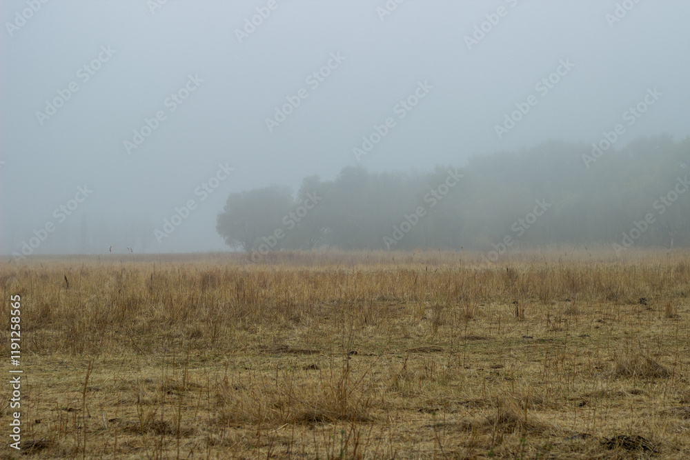 Obraz premium Trees in a field in fog. Boguchar village