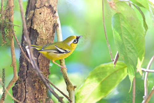 Pteruthius intermedium’s intermedius