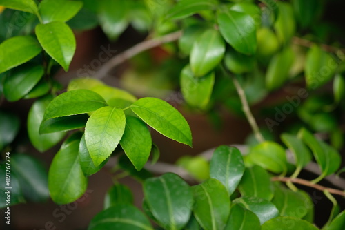 Wallpaper Mural green leaves on a branch close-up Torontodigital.ca