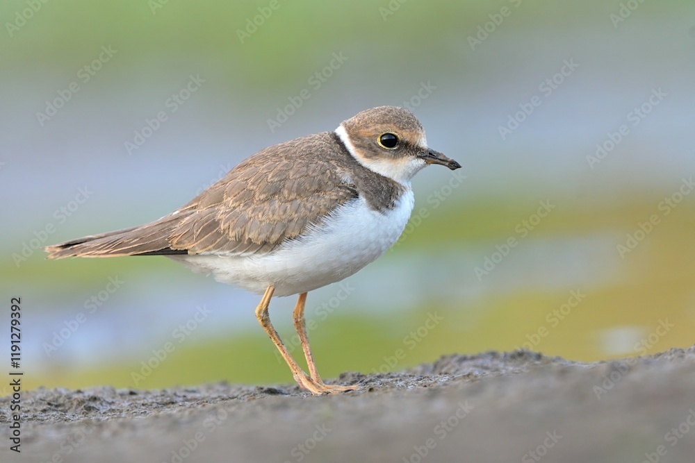 Litte ringed plover Charadrius dubius bird rain water in pond wetland wading shorebirds waders young nature wildlife darling, beautiful animal, lovely animal, ornithology, fauna wildlife Europe Litte ringed plover Charadrius dubius bird rain water in pond wetland wading shorebirds waders young nature wildlife darling, beautiful animal, lovely animal, ornithology, fauna wildlife Europe