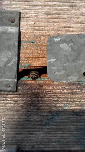 A bee crawling through a wooden hive entrance, observed from a close perspective. The scene highlights natural behavior of bees in a rustic setting, perfect for ecological and educational themes