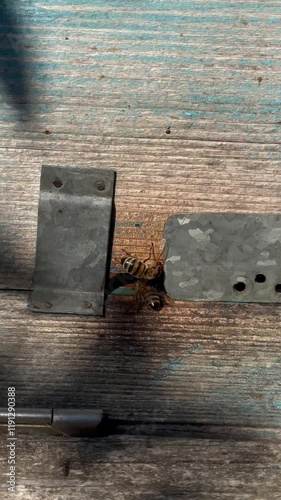 Bee walking on weathered wooden surface surrounded by old metal parts. Close-up with visible textures of wood and insect, symbolizing nature-human contrast