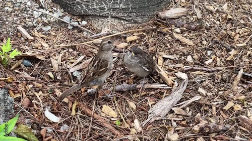 Female sparrow feeding her baby bird in spring time
