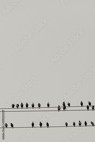 Flocks of birds on the telephone wires