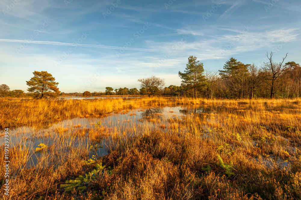 Protected nature reserve consisting of heather and yellowed grasses on a sunny day with a blue sky in the autumn season. It has rained for a long time so that puddles of water have formed everywhere.