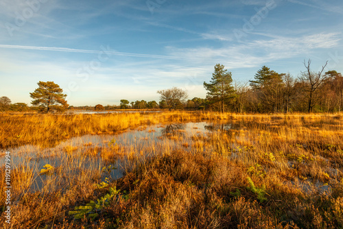 Obraz na płótnie Protected nature reserve consisting of heather and yellowed grasses on a sunny day with a blue sky in the autumn season. It has rained for a long time so that puddles of water have formed everywhere. w salonie