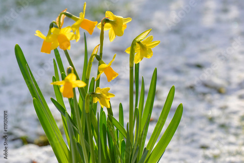 closeup on beautiful yellow narcissus blooming on a snowy garden