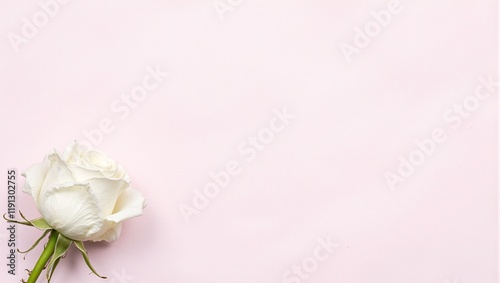 Wallpaper Mural Elegant white rose on pale pink parchment background soft natural lighting Torontodigital.ca