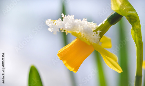 closeup on beautiful yellow narcissus coverd with snow blooming in a garden