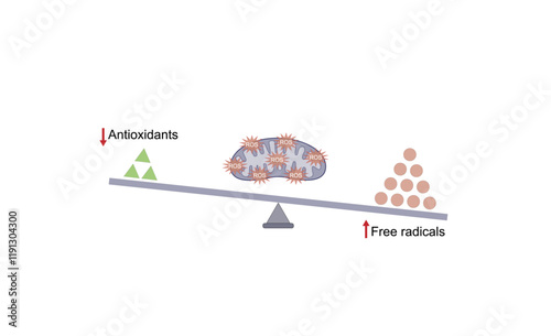 Oxidative stress, an imbalance of free radicals and antioxidants. Vector scientific illustration